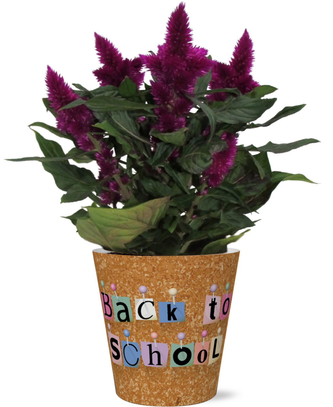 Adrichem Potplanten Celosia Deep Purple Pack of 6