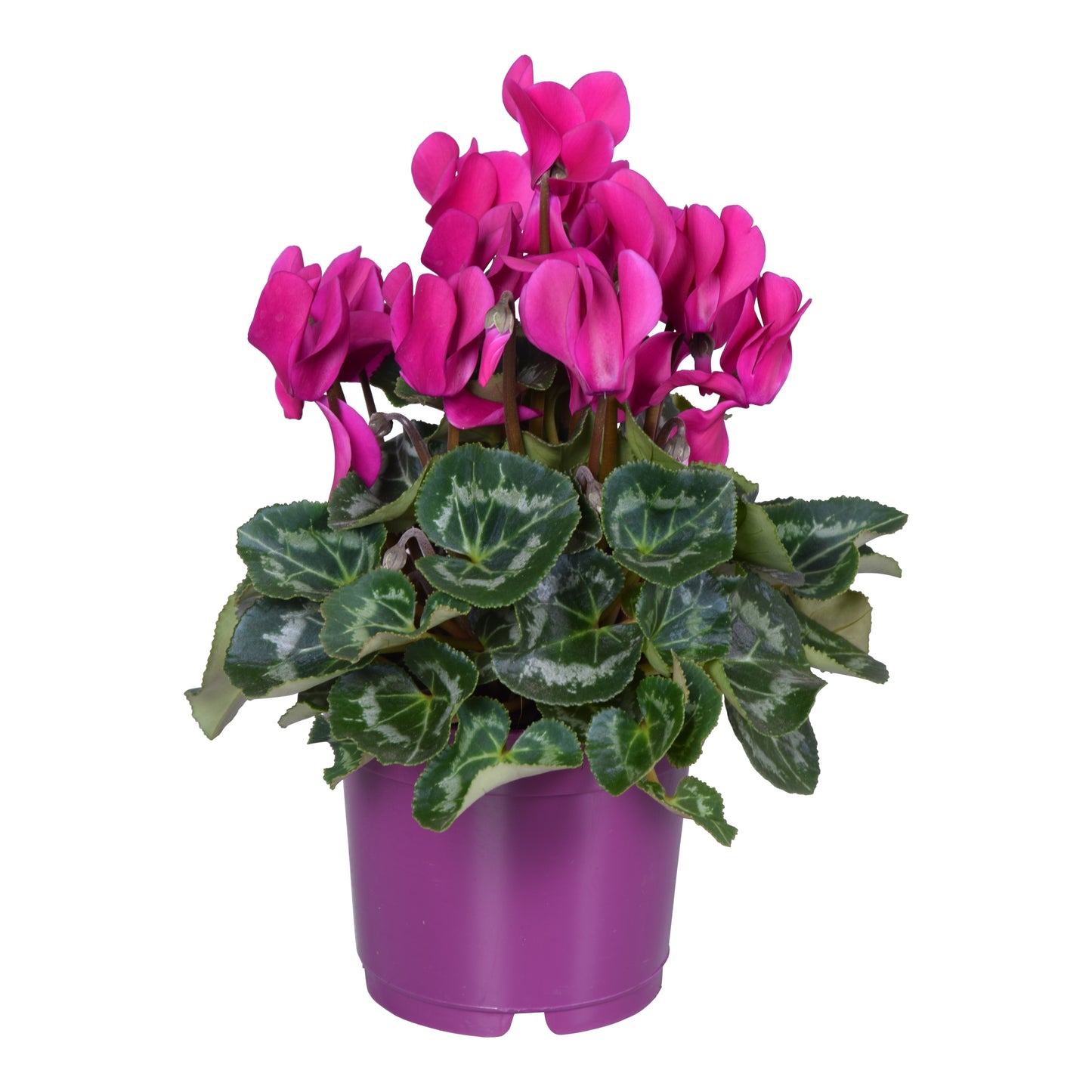 Cyclamen Allure purple 25cm 12cm Pot