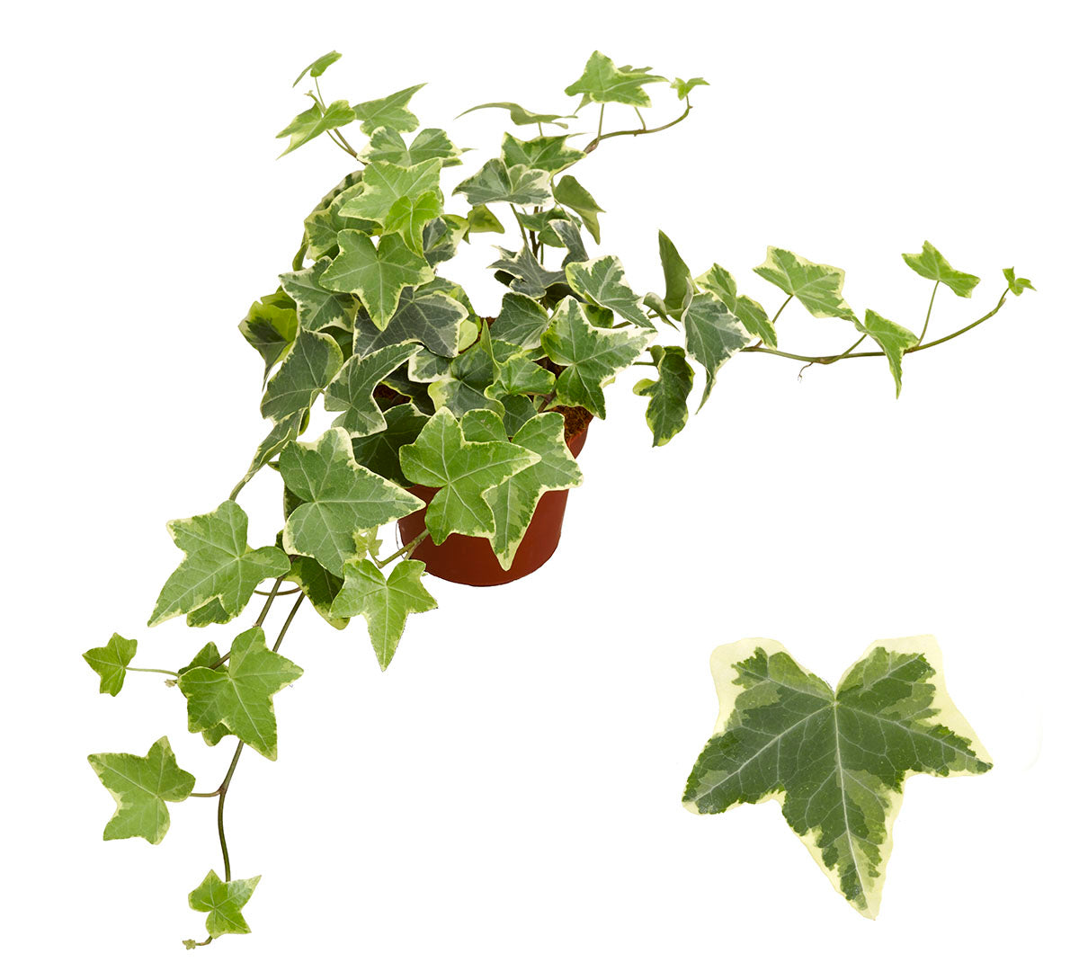 Hedera helix mix 8.5cm Pot