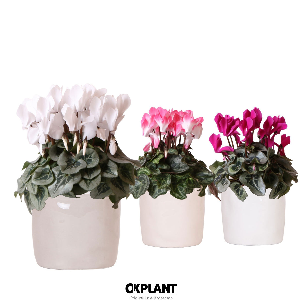 Cyclamen mix (+ drp.ceramic) 25cm 12cm Pot