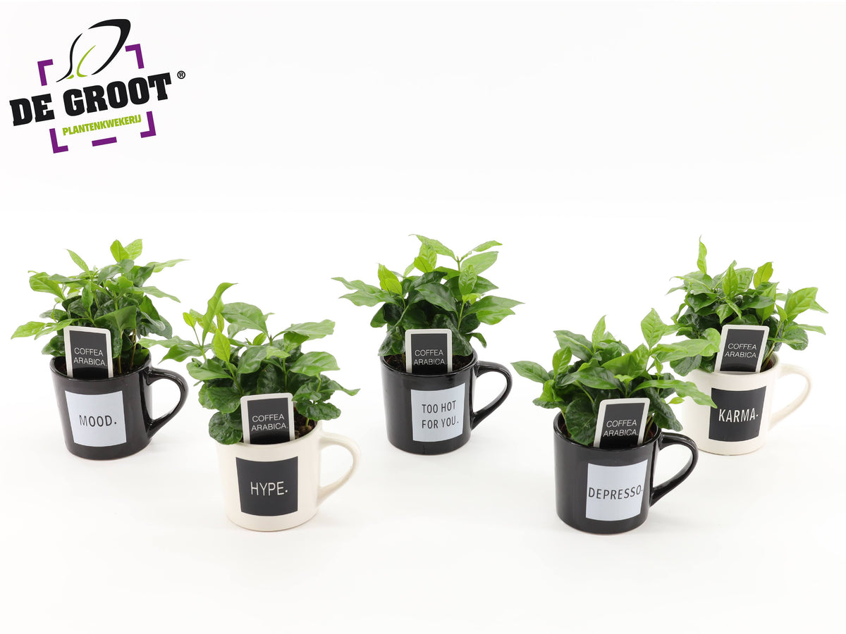 arr. Coffea arabica 25cm 9cm Pot