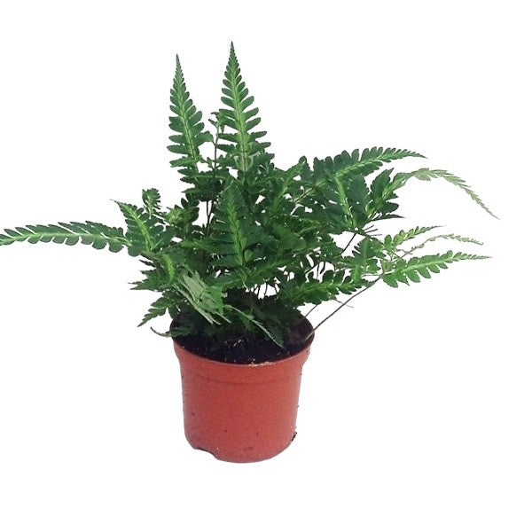 Ferns 20cm 8.5cm Pot