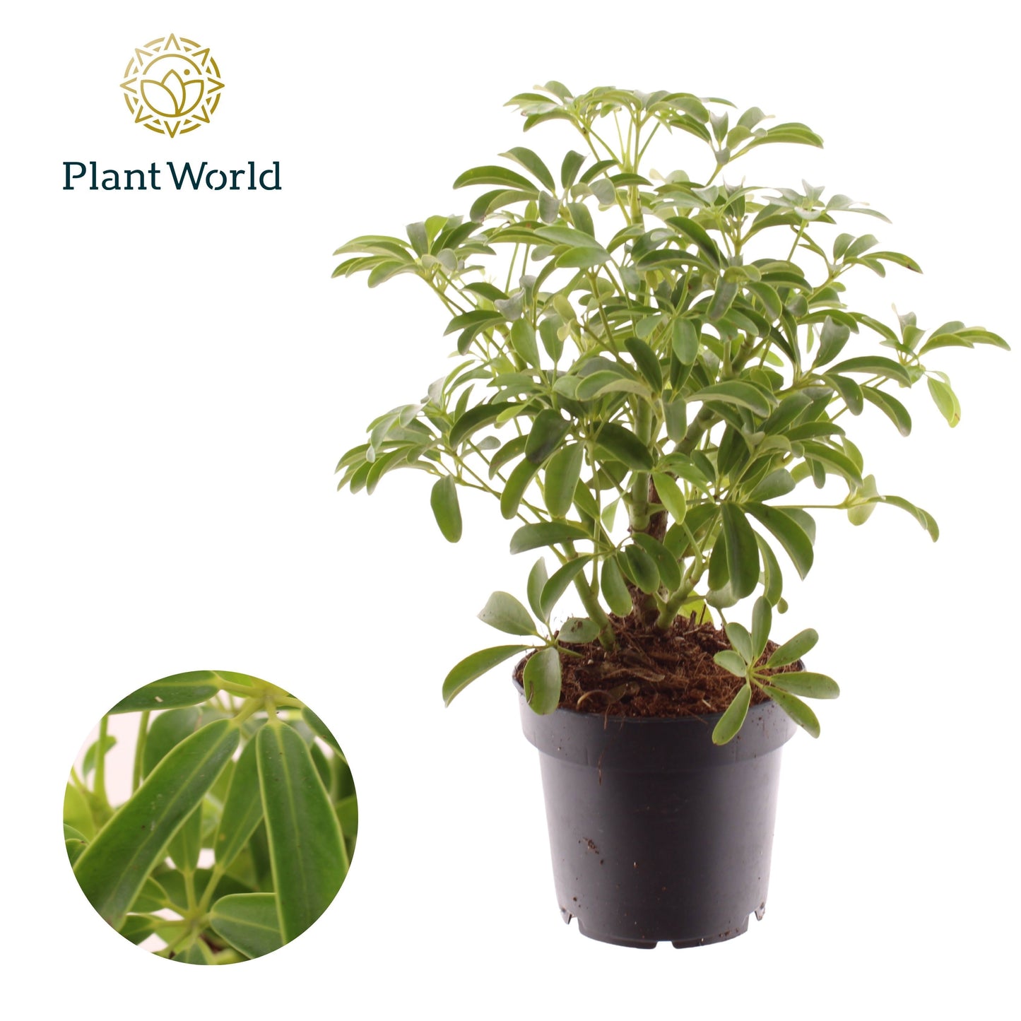 Schefflera Luseana 30cm 12cm Pot
