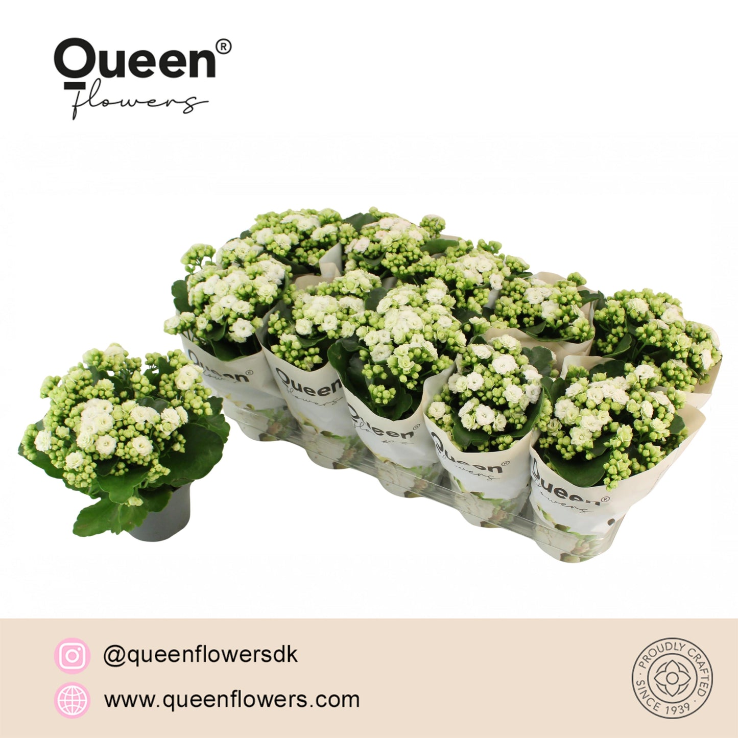 Kalanchoe Rose Flowers Greta 26cm 12cm Pot