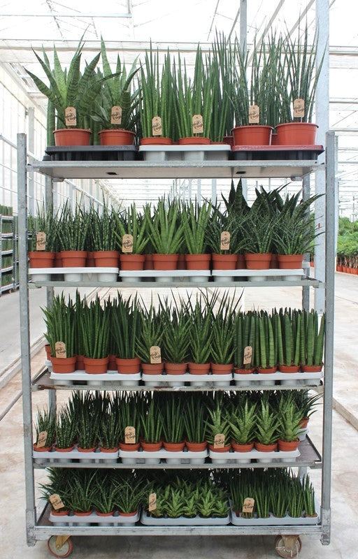 Sansevieria cylindrica 999cm 999cm Pot
