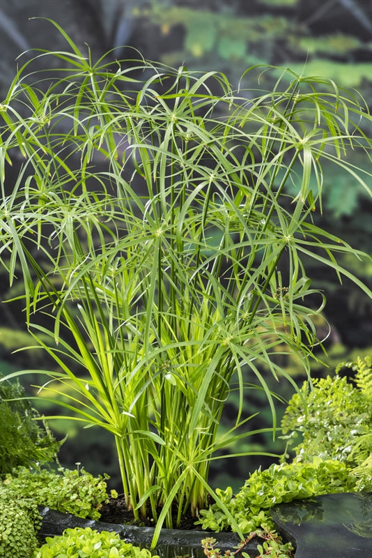 Cyperus alternifolius 30cm 18cm Pot