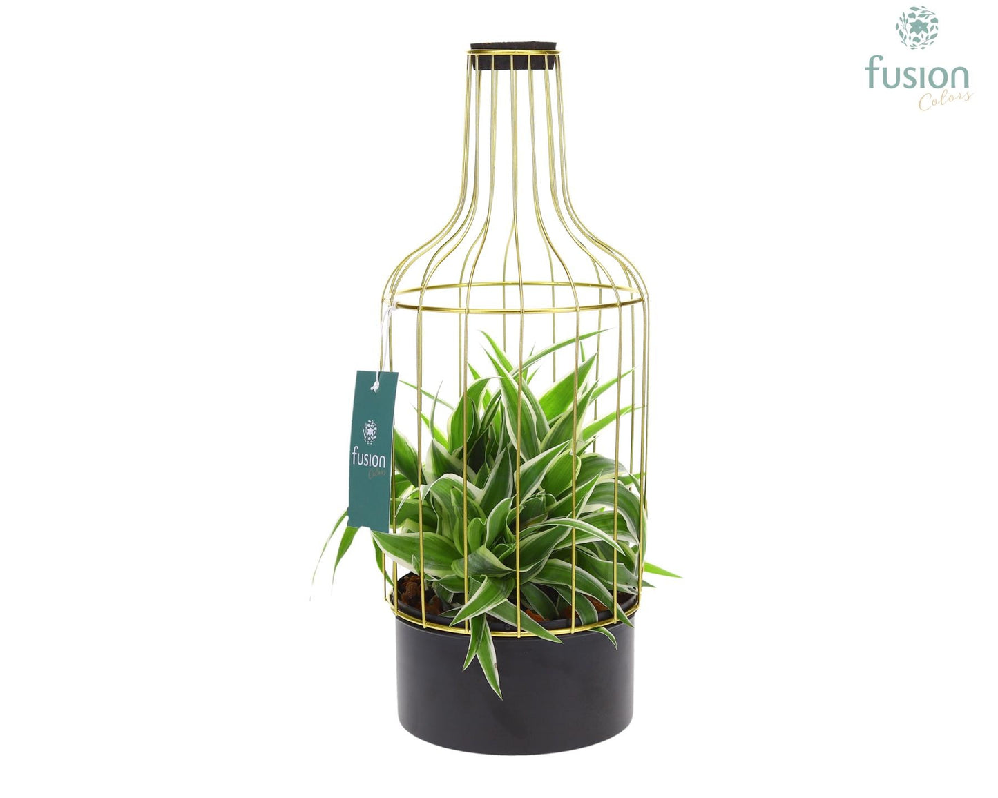 Metaal fles goudzwart Medium met Chlorophytum 43cm 15cm Pot