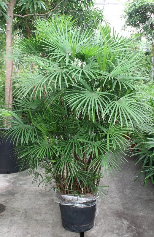 Rhapis 190cm 40cm Pot