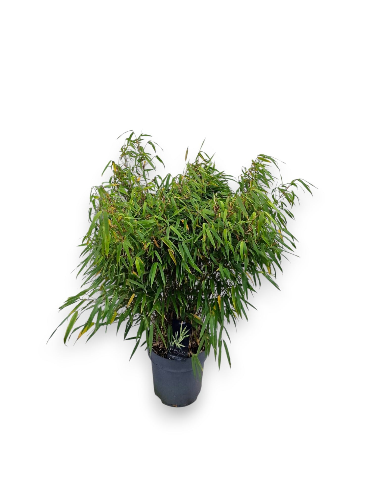 Fargesia rufa 100cm 27cm Pot