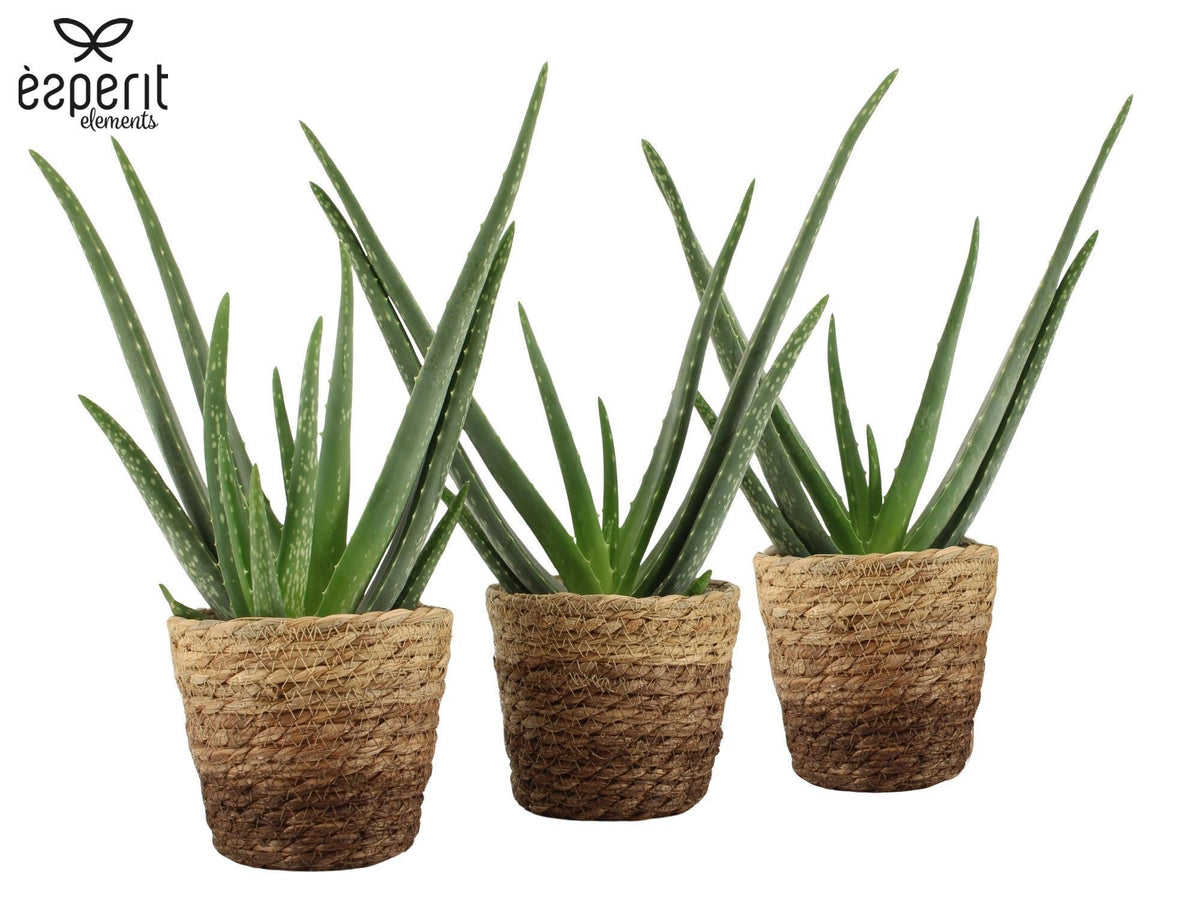 Aloe vera 40cm 12cm Pot