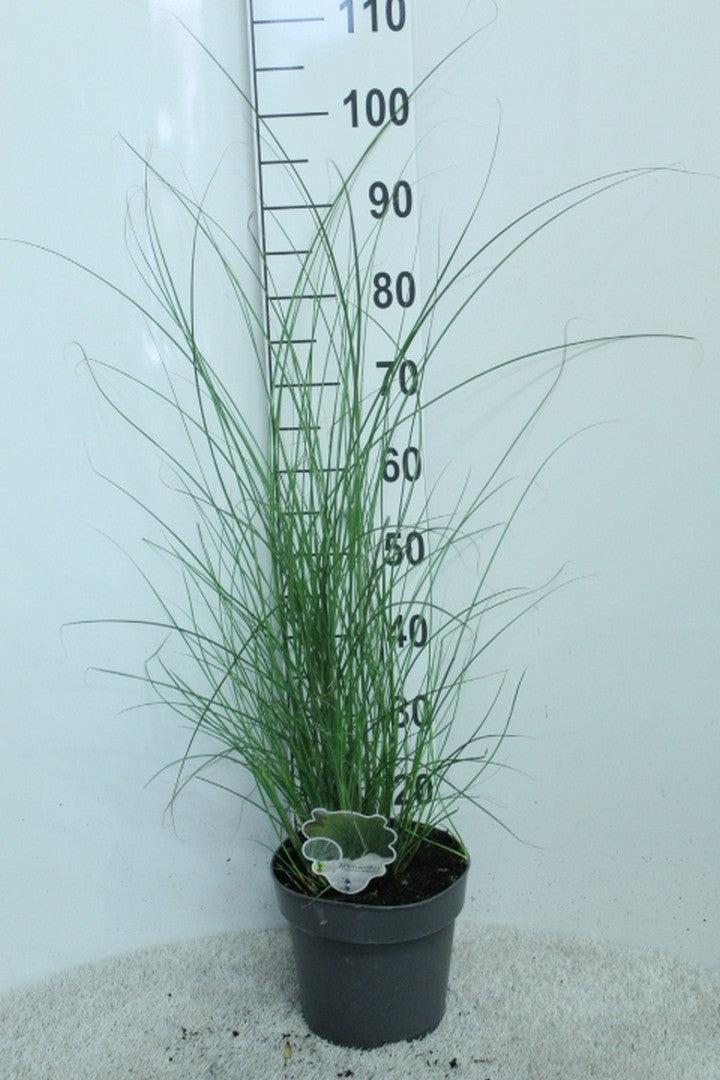 Miscanthus sin. Gracillimus 100cm 23cm Pot