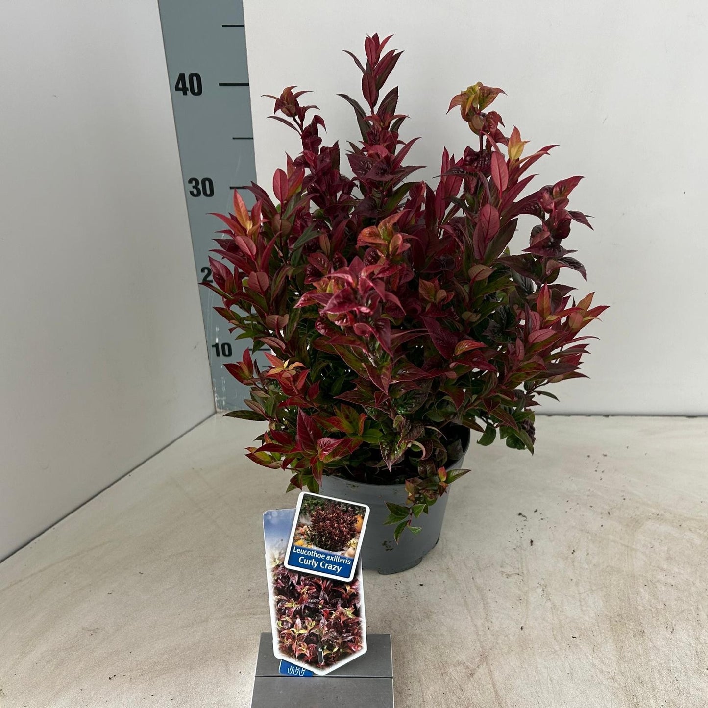 Leucothoe ax. ‘Curly Crazy’ 30cm 17cm Pot