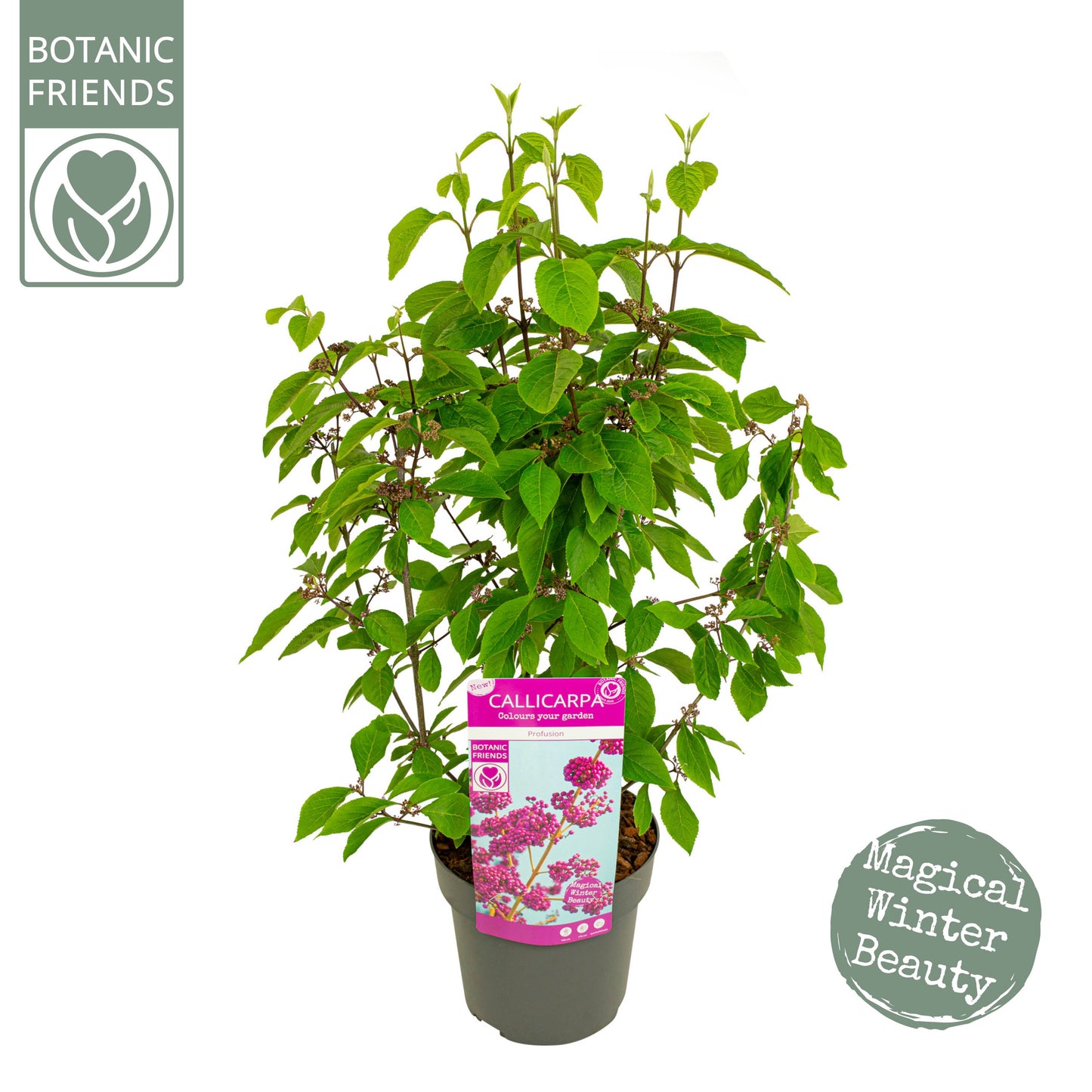Callicarpa bod. Profusion 70cm 19cm Pot
