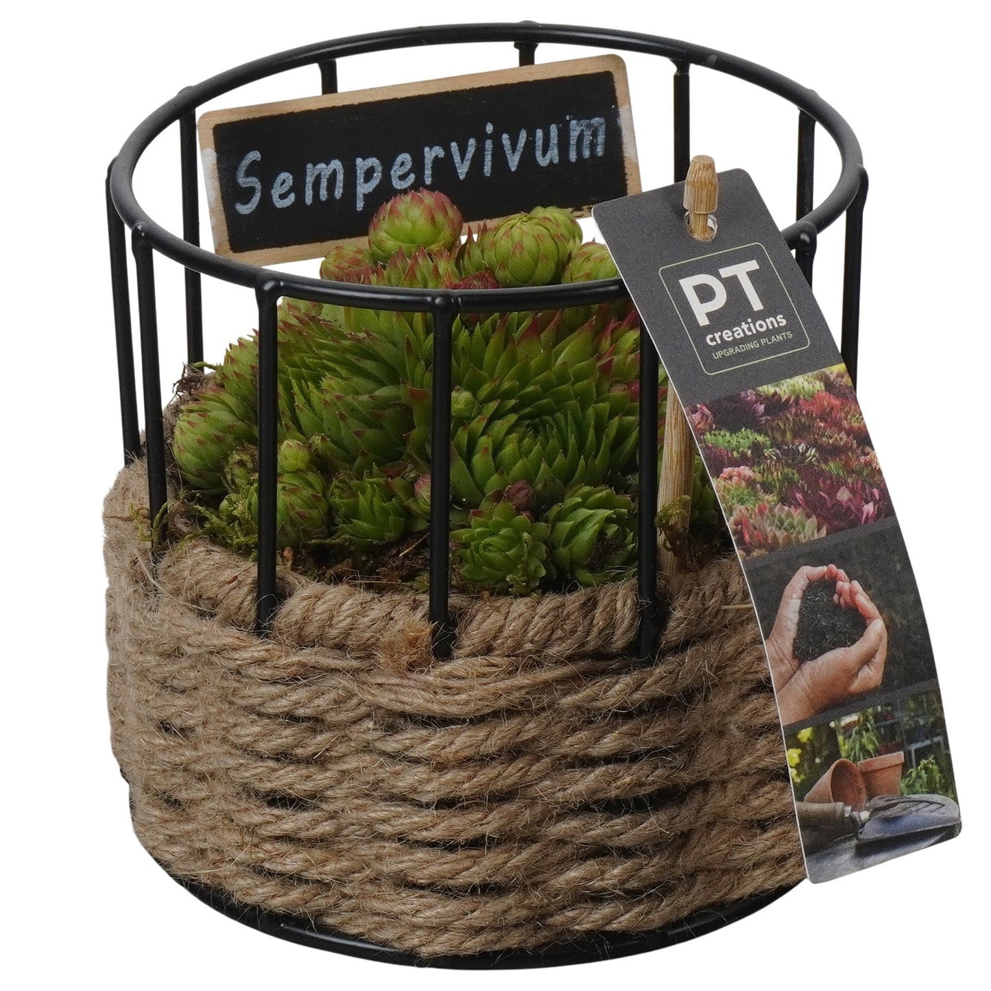 arr. Sempervivum 12cm 13cm Pot