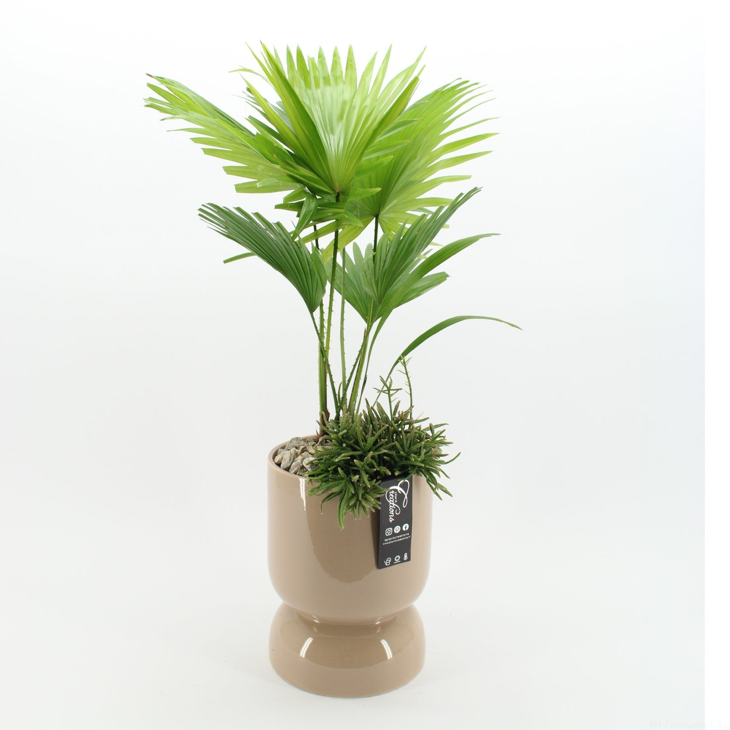 Indoor green arrangement 70cm 19cm Pot