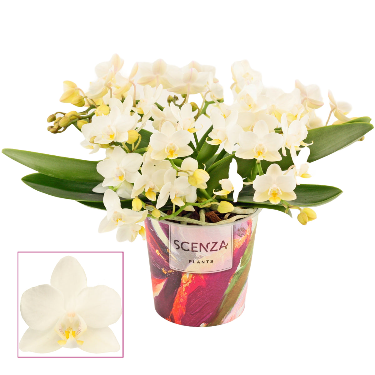 Phalaenopsis mf. Nazare 25cm 12cm Pot