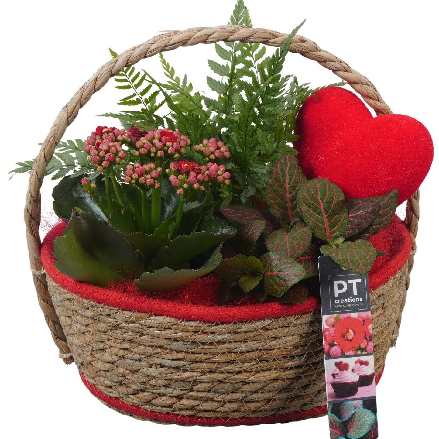 Indoor arrangement 24cm 24cm Pot