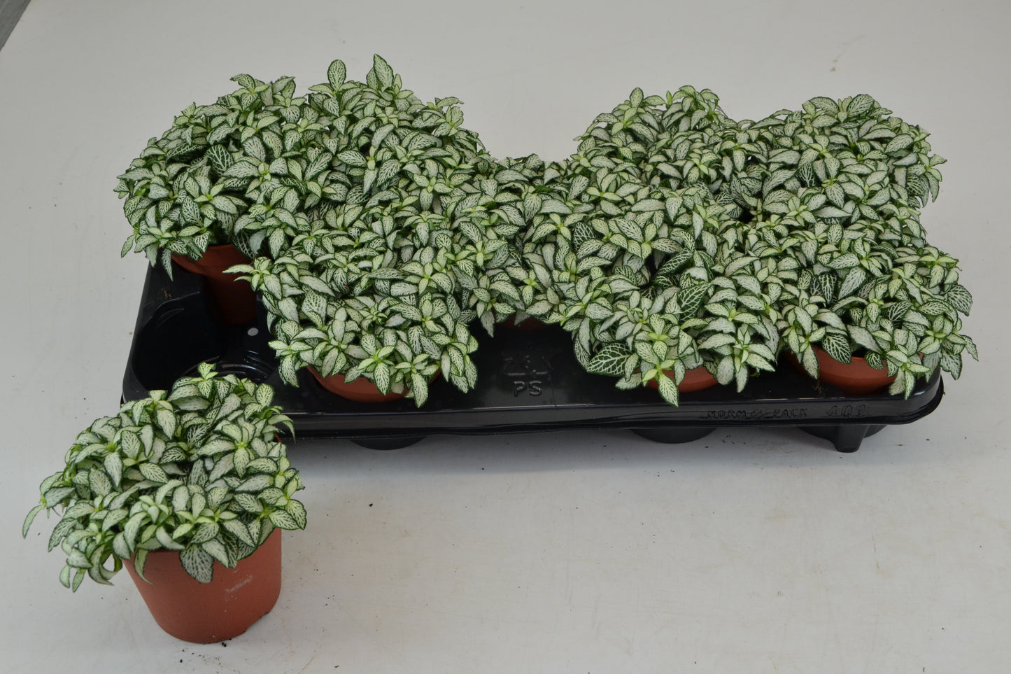 Fittonia Mosaic White Forest Flame 20cm 12cm Pot