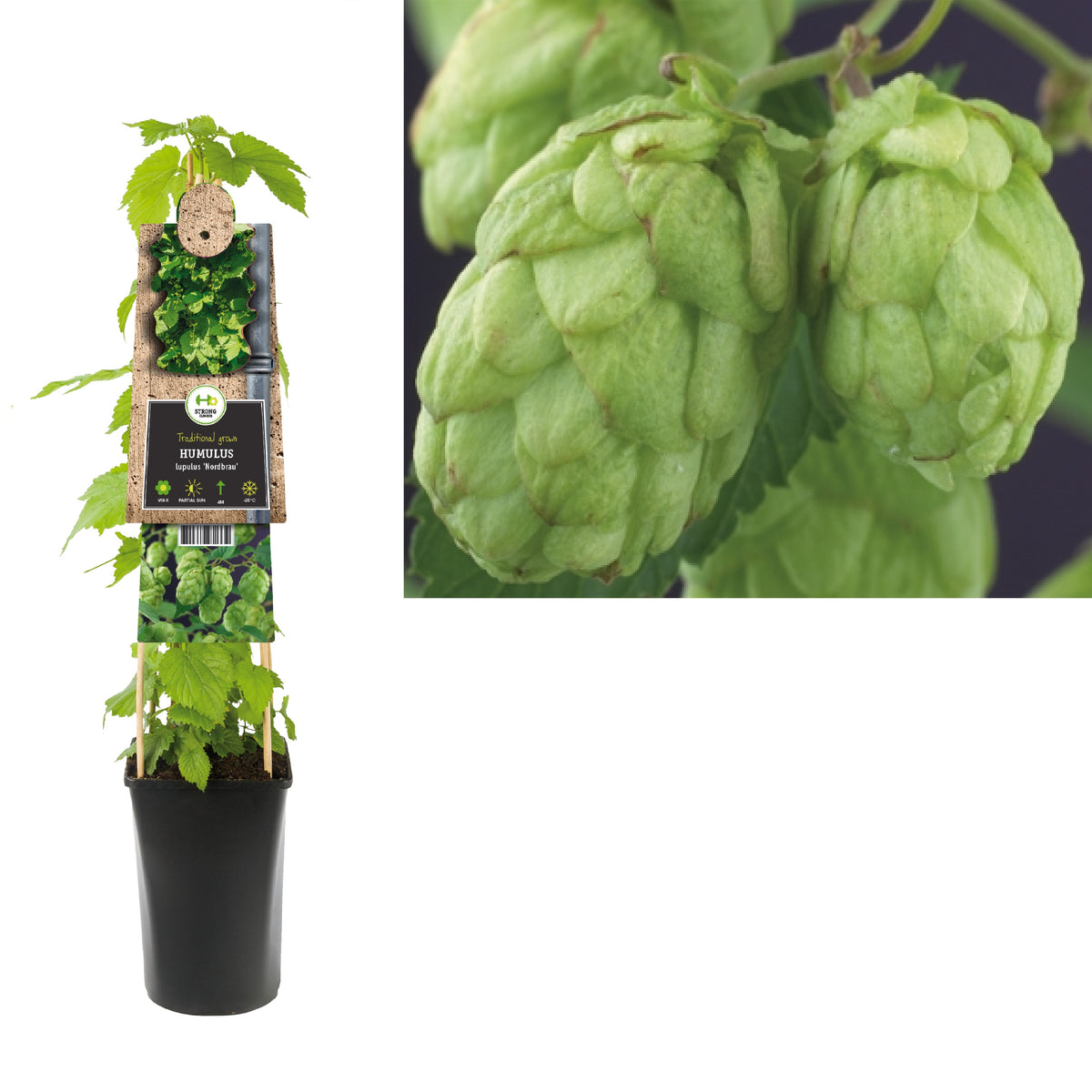 Humulus lup. Nordbrau 75cm 17cm Pot