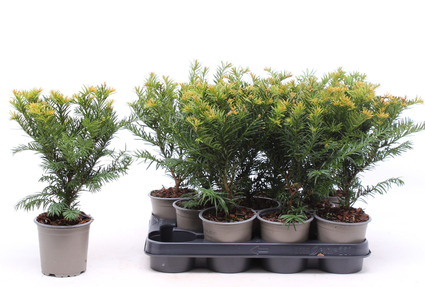 Taxus Repandens 30cm 11cm Pot
