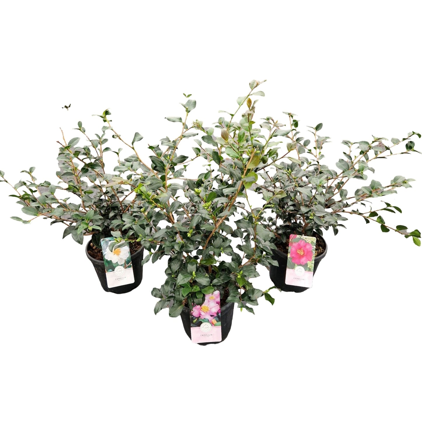 Camellia sasanqua 80cm 24cm Pot
