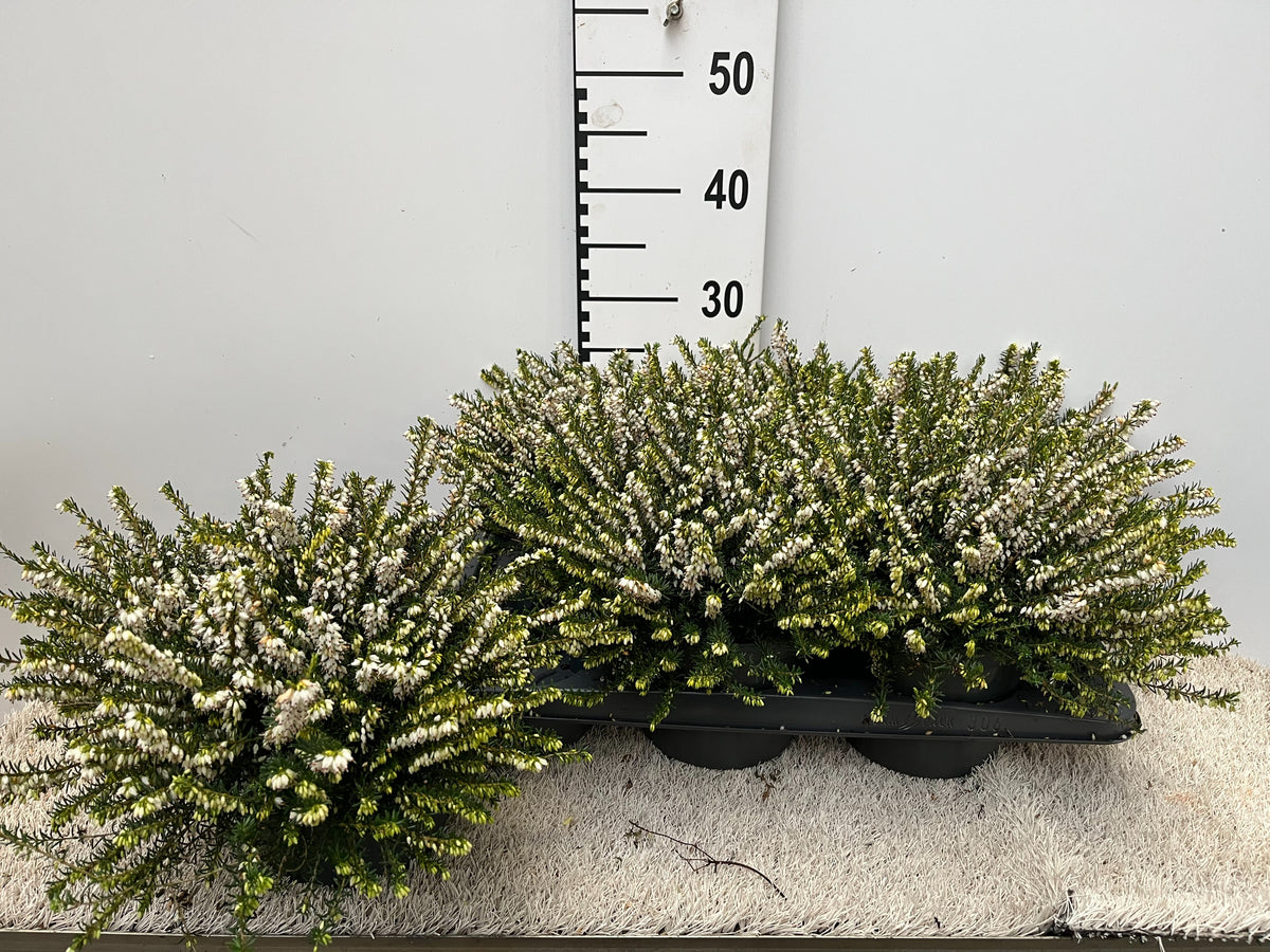 Erica White Perfection 38cm 17cm Pot