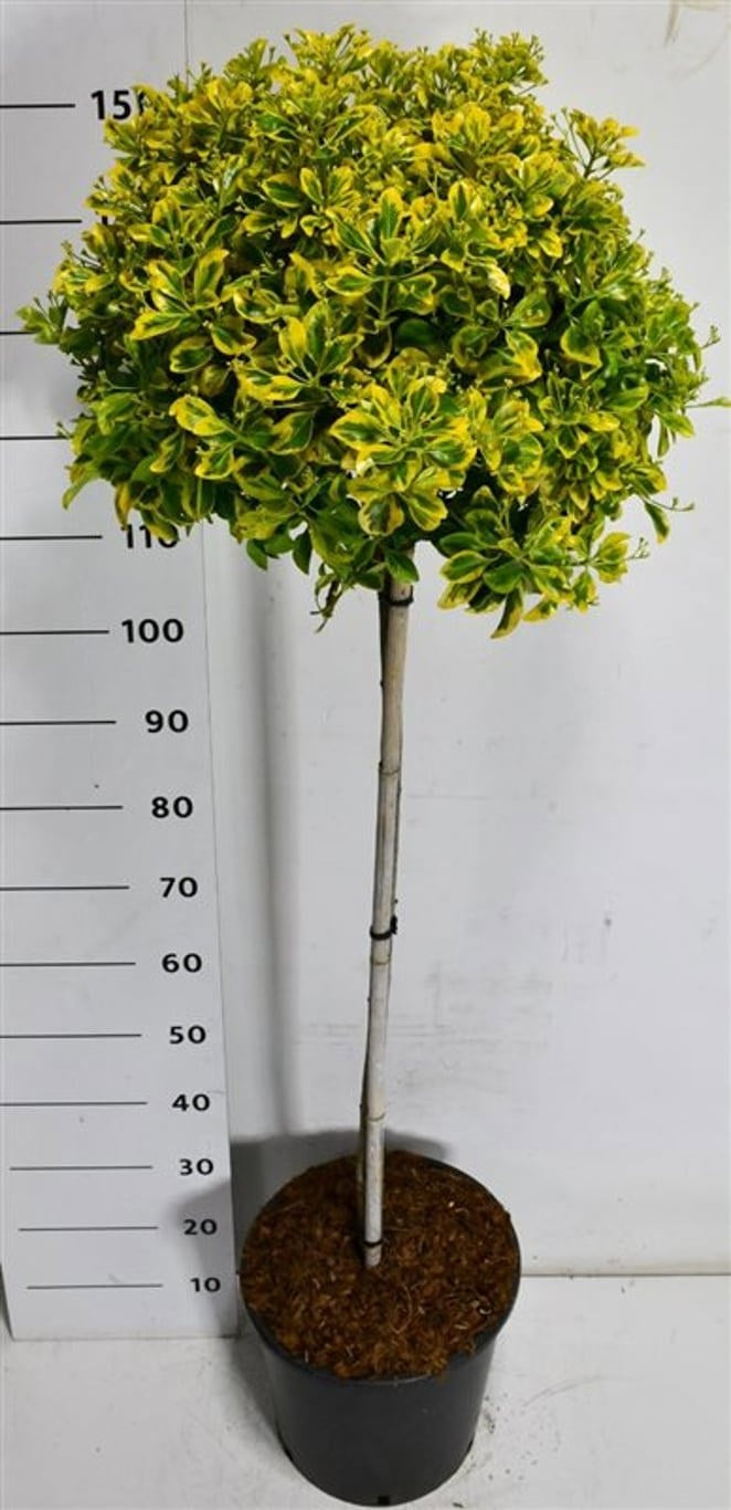 Euonymus Aureus 150cm 38cm Pot