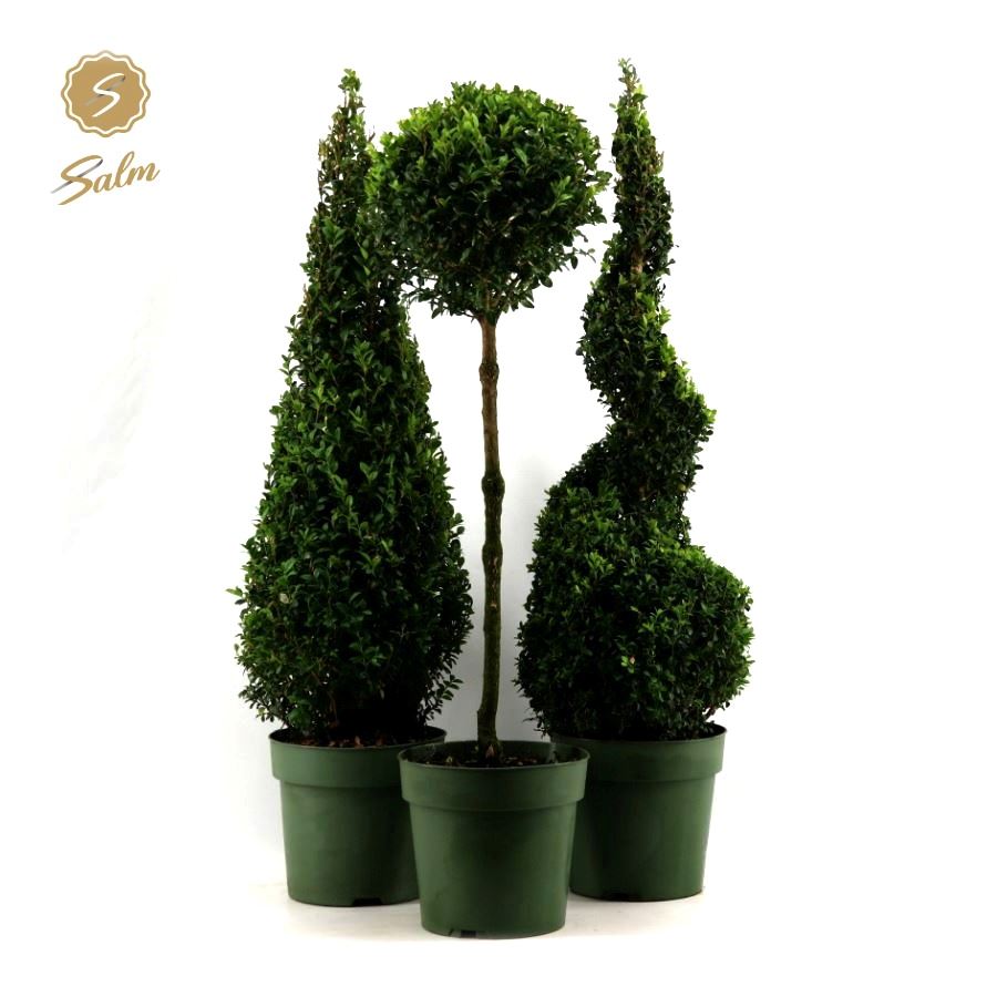 Buxus sempervirens shapes 85cm 23cm Pot