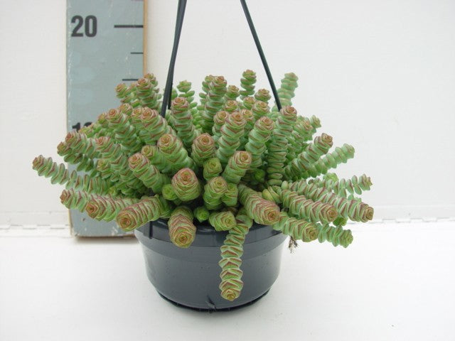 Crassula marnieriana 25cm 14cm Pot