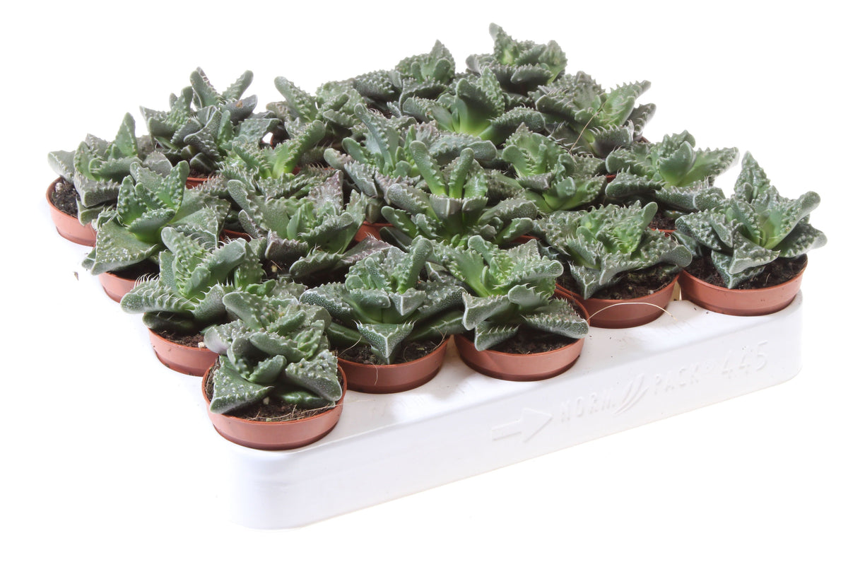 Faucaria tigrina 8cm 5.5cm Pot