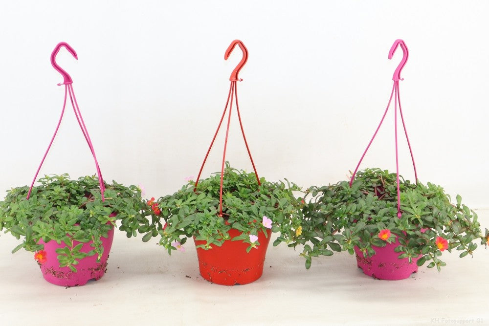 Portulaca carnaval 35cm 19cm Pot