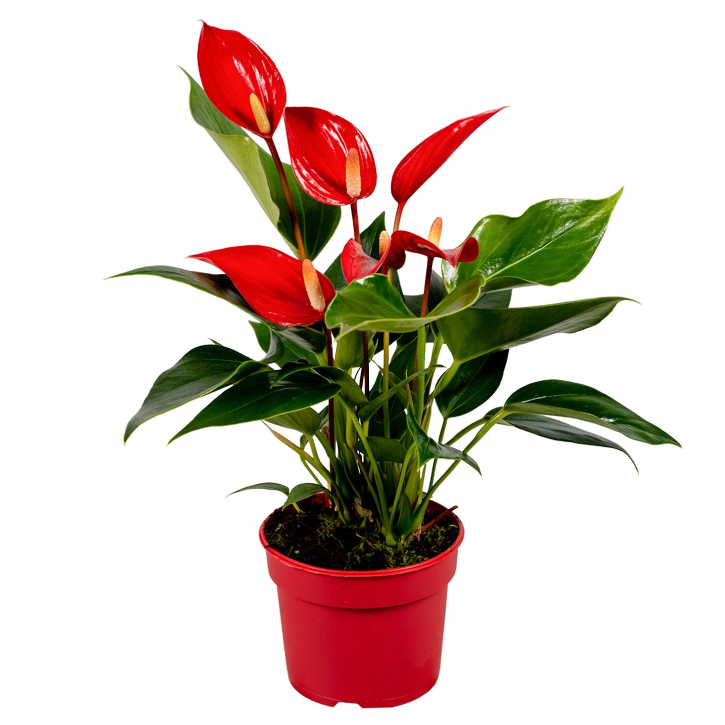 Anthurium Banderola Roja 30cm 9cm Pot
