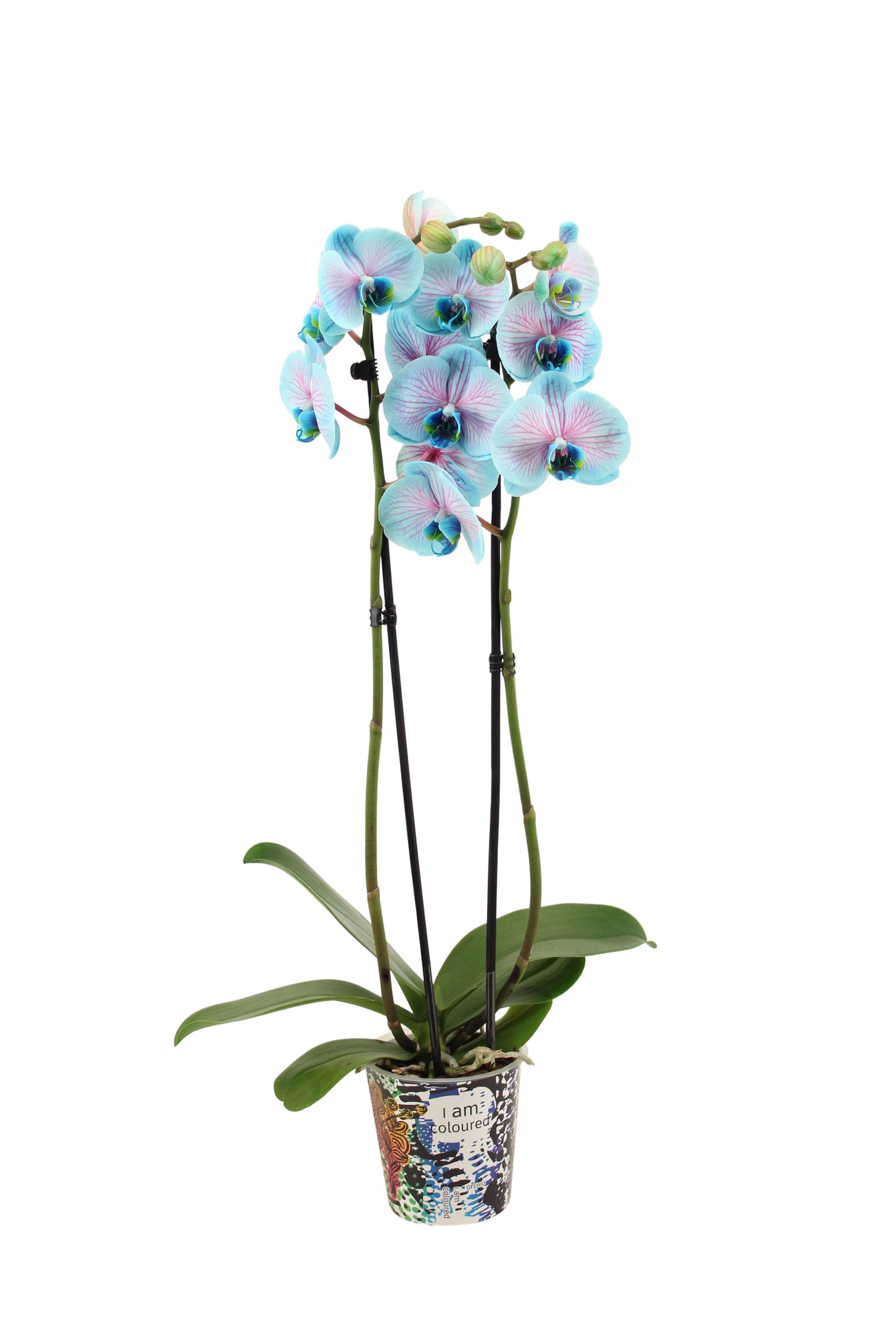 Phalaenopsis Royal bubblegum 55cm 12cm Pot