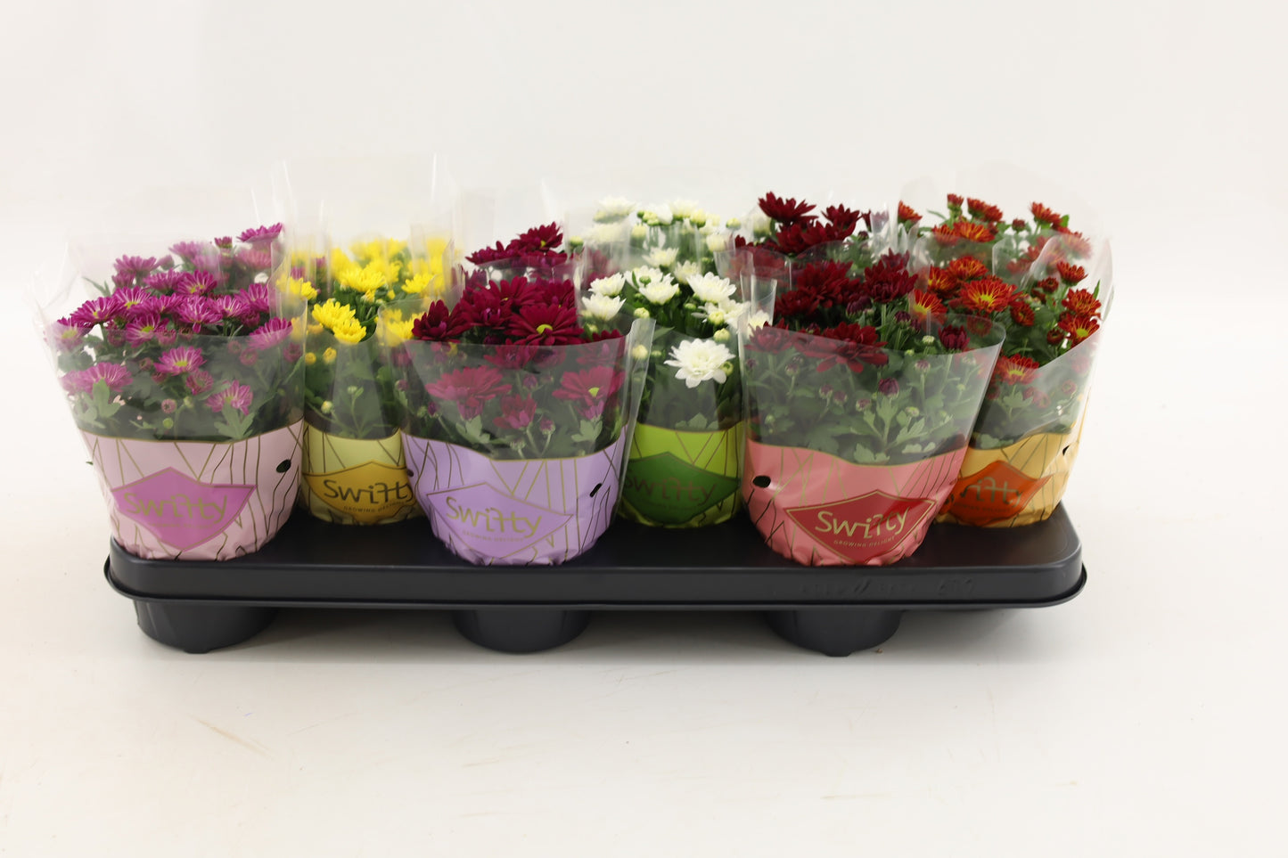 Chrysanthemum Swifty mix 18cm 510cm Pot