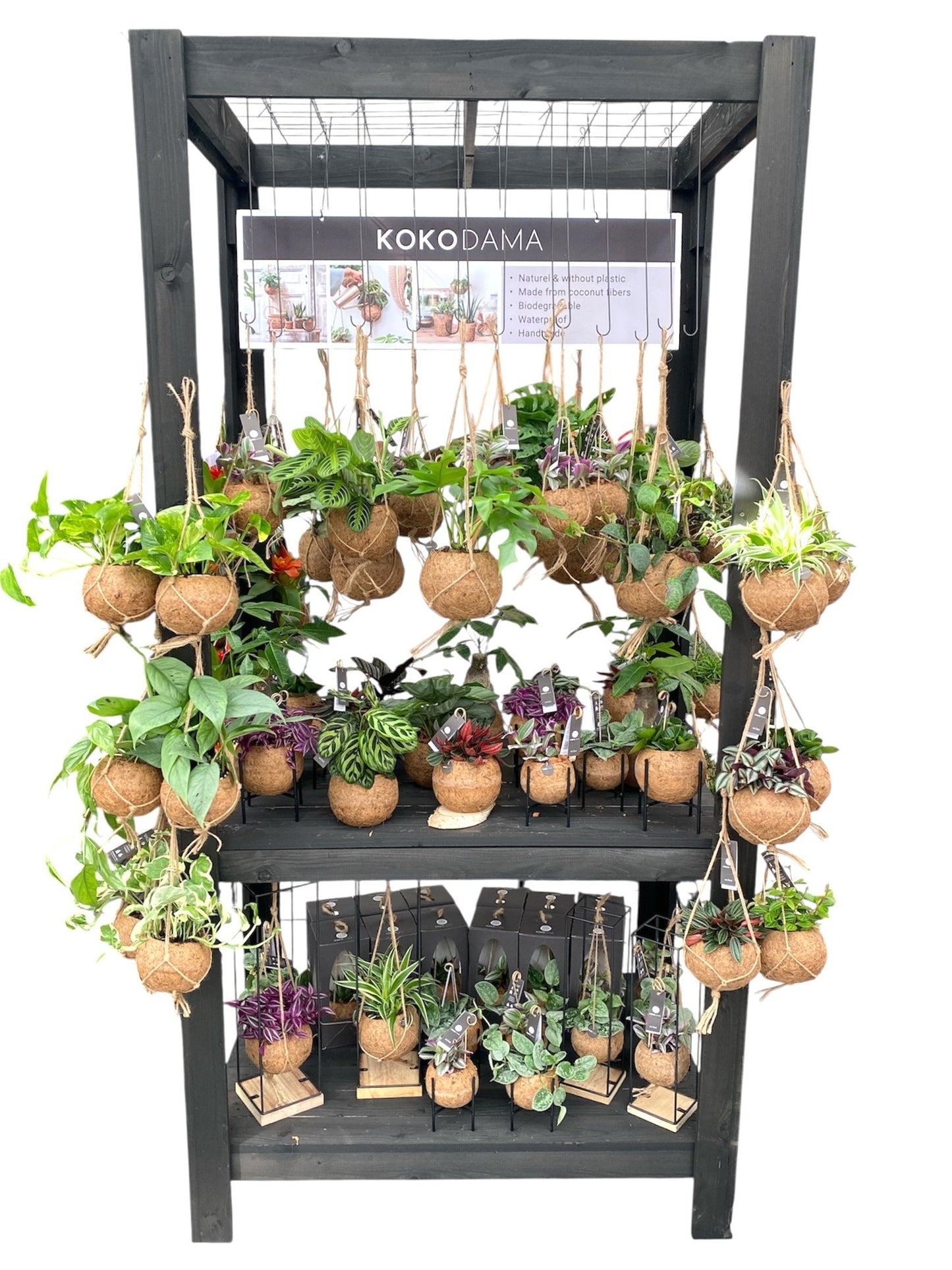 Hanging plants mix