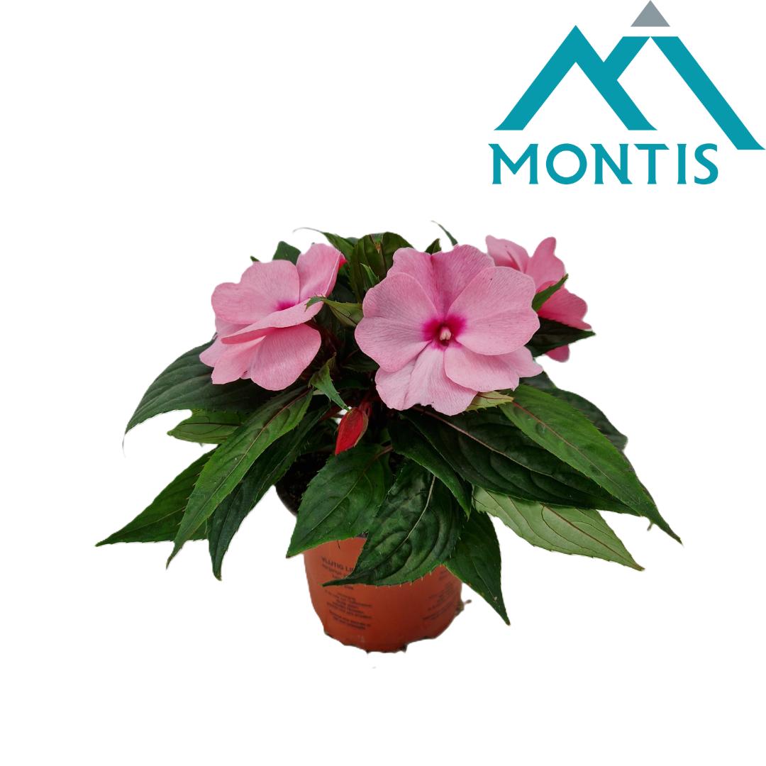 Impatiens ng. Colorpower Deep Pink 25cm 13cm Pot