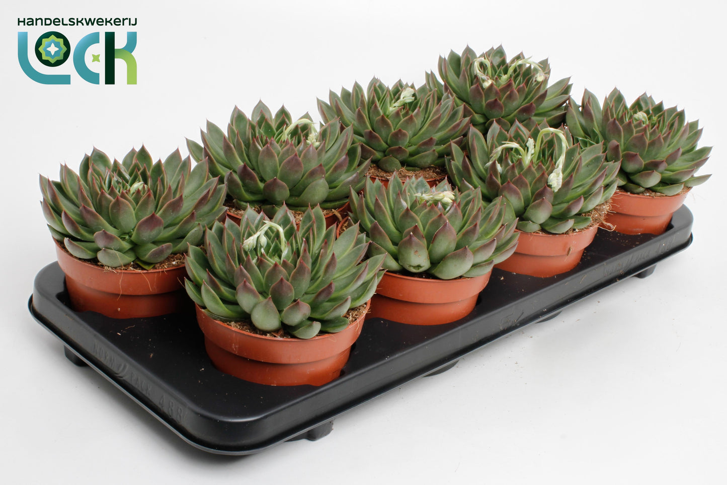 Lock, Handelskwekerij Echeveria agavoides Pack of 8