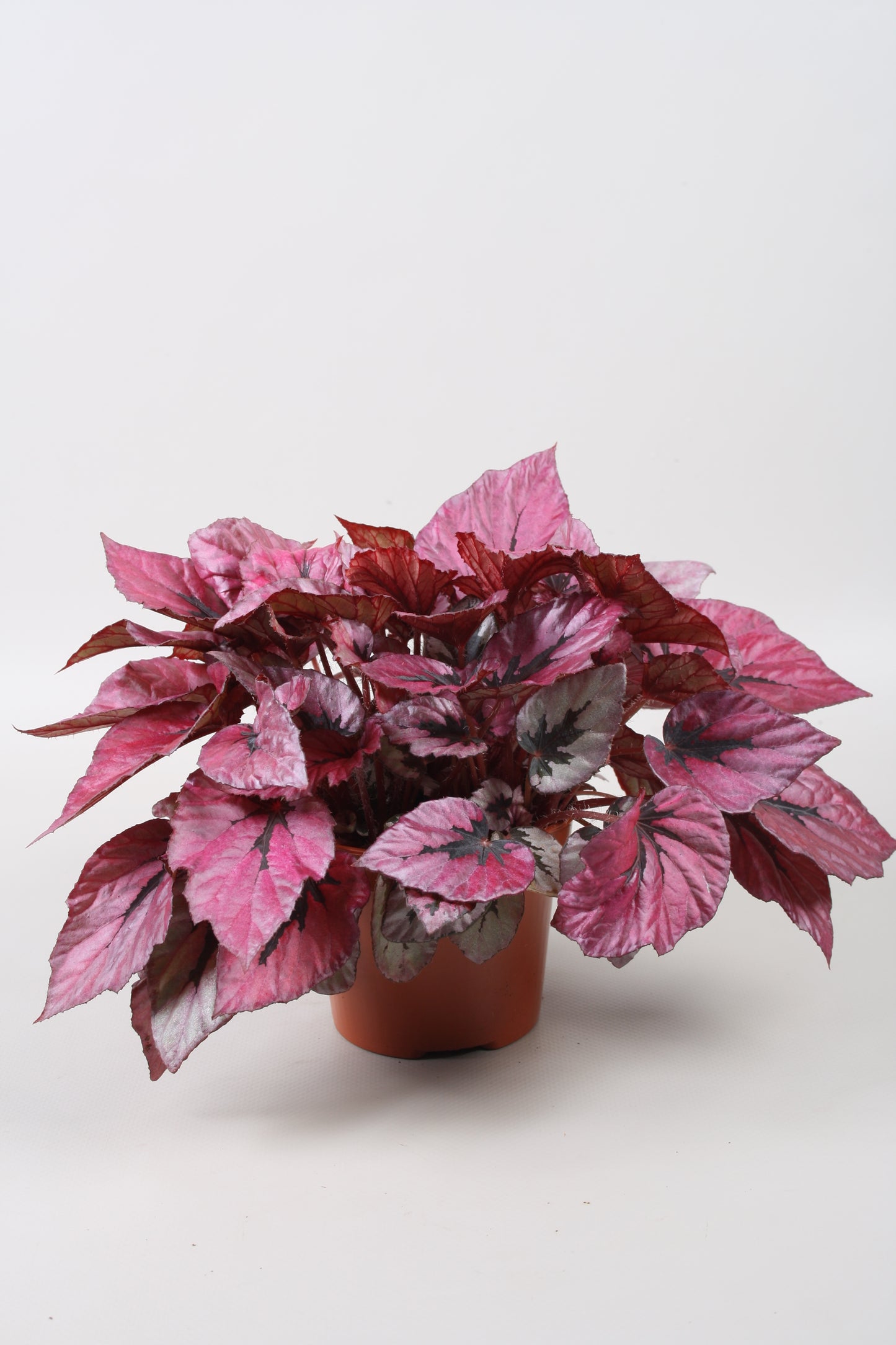 Begonia Beleaf Indian Summer 22cm 12cm Pot