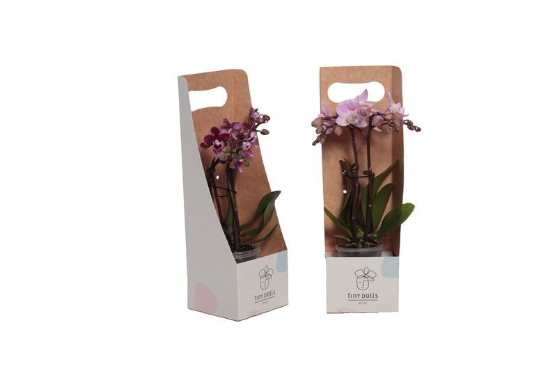 Phalaenopsis hybrid 17cm 6cm Pot