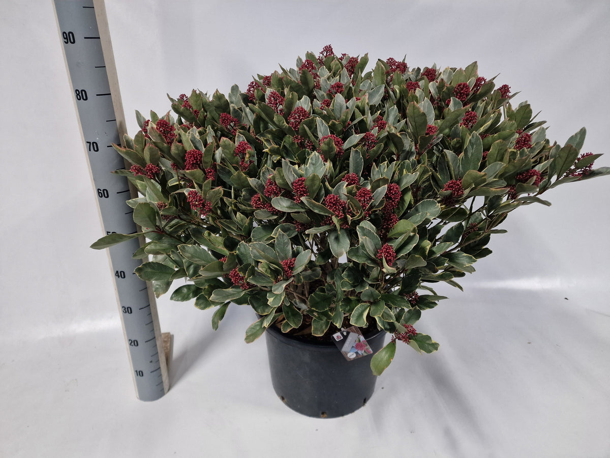 Skimmia japonica Perosa 65cm 40cm Pot