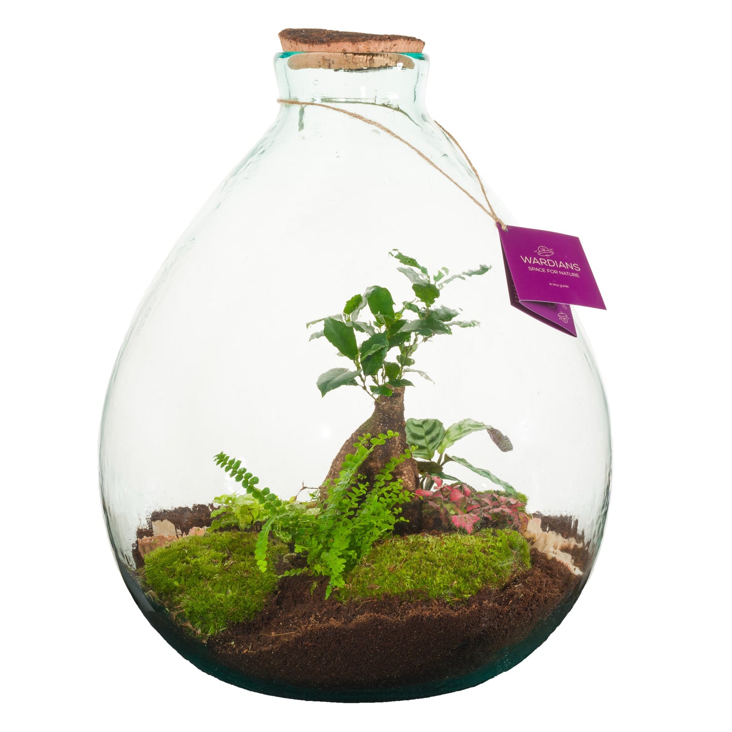 Wardians Terrarium - Galaxy 41cm 38cm Pot