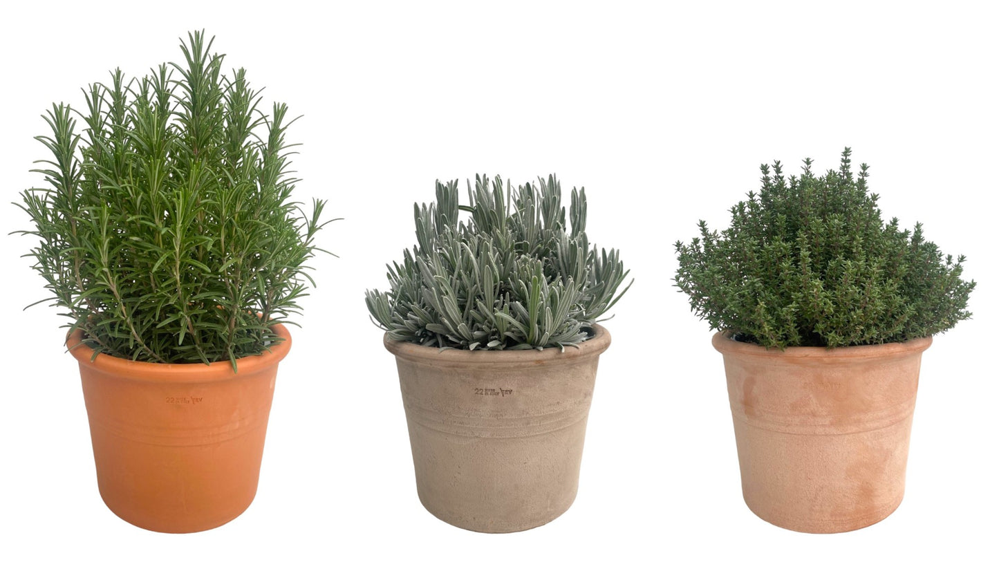 Garden Herbs mix 45cm 22cm Pot