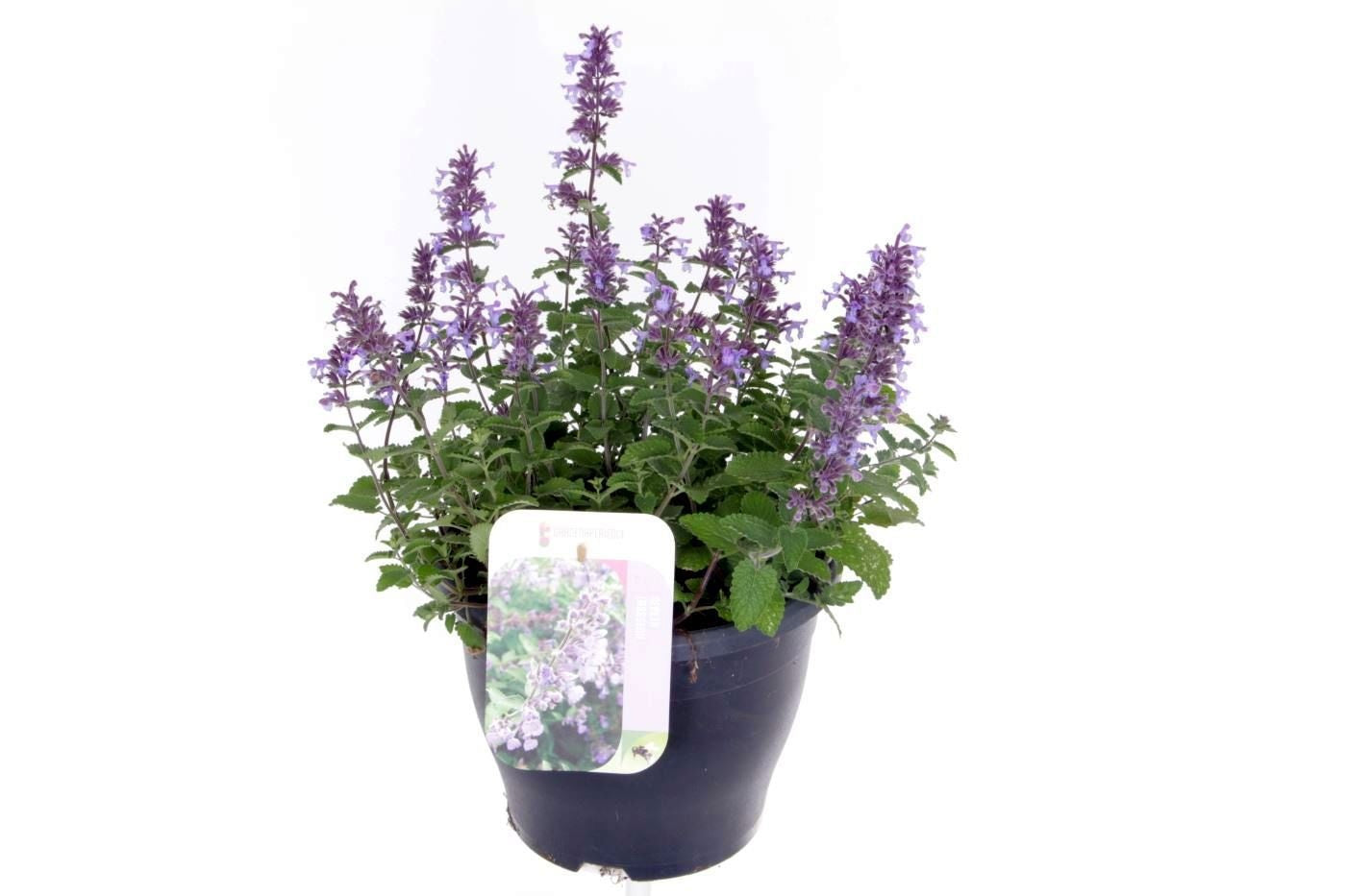 Nepeta faassenii Purrsian Blue 40cm 23cm Pot