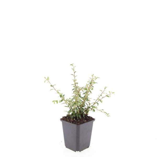Boer, W.T.M. de Cotoneaster sue. Coral Beauty Pack of 12