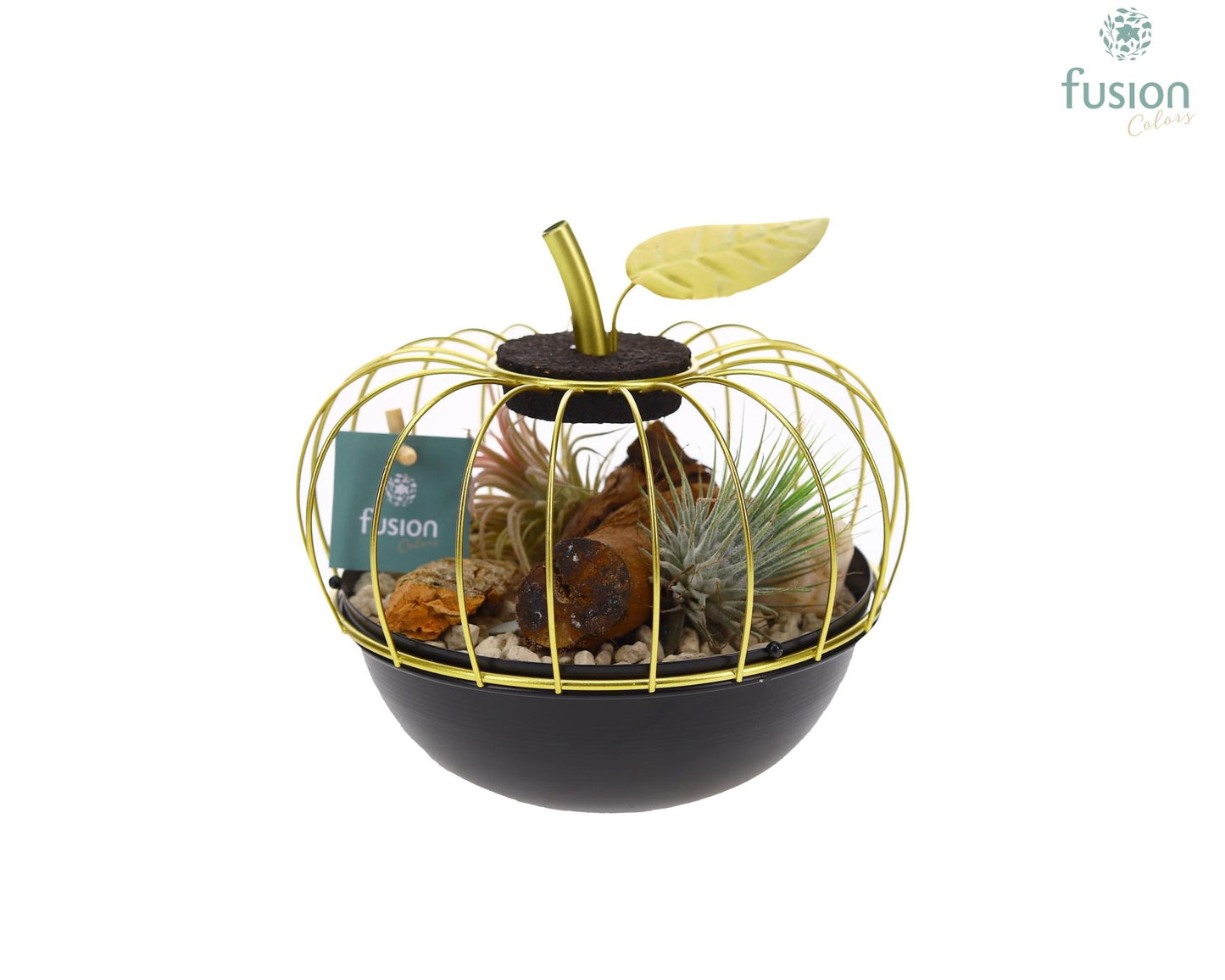 arr. Tillandsia 15cm 17cm Pot