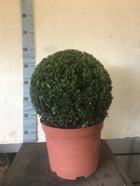 Buxus sempervirens ball 65cm 29cm Pot