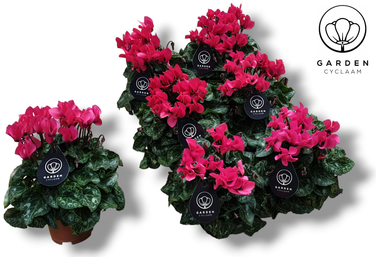 Cyclamen Garden pink 25cm 10.5cm Pot