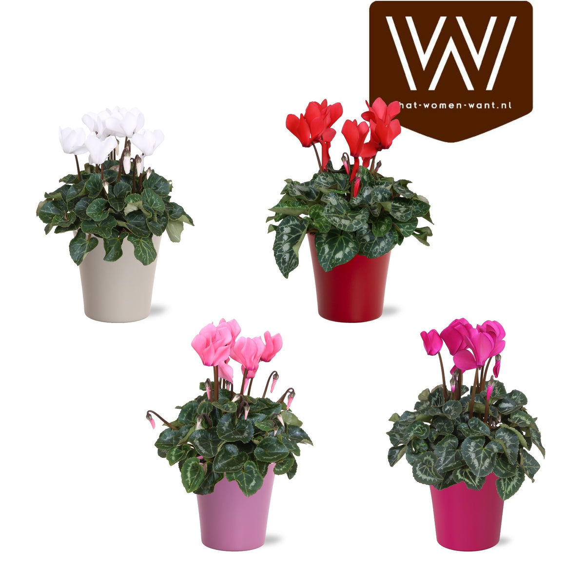 Cyclamen Allure mix (+ drp.ceramic) 27cm 14cm Pot