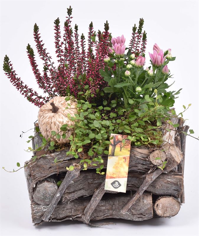 Outdoor arrangement 23cm Pot