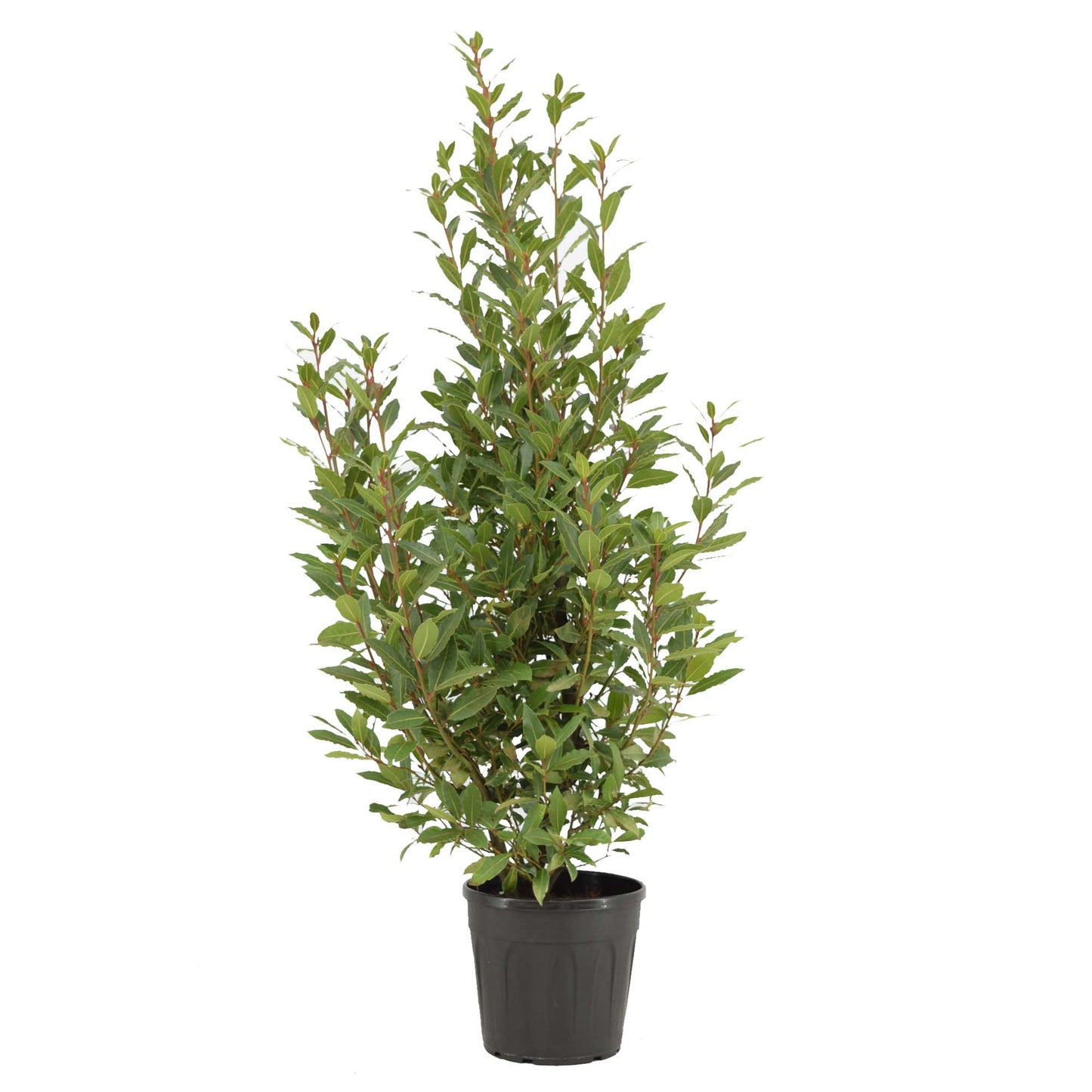Laurus nobilis 140cm 25cm Pot